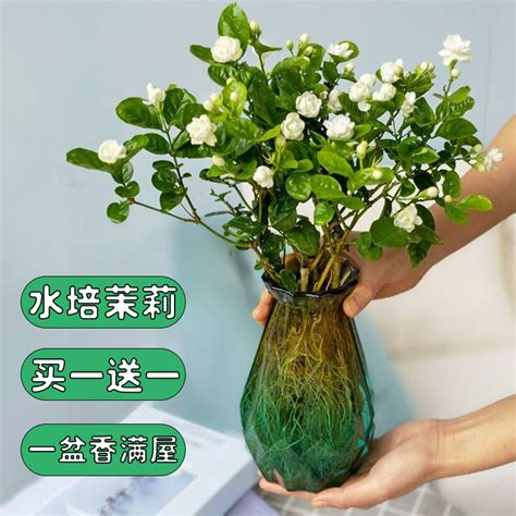 水培植物|水培植物